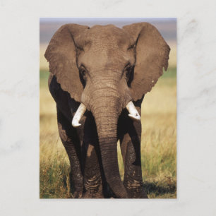 Cartão Postal Afro-Bush Elephant
