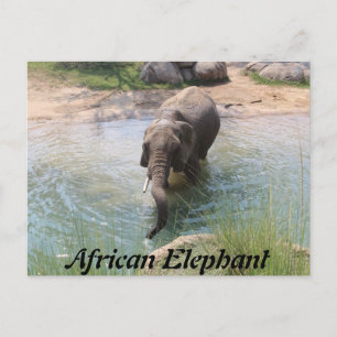 Cartão Postal Afro-Elefante # 2
