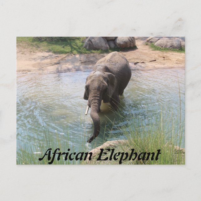 Cartão Postal Afro-Elefante # 2 (Frente)