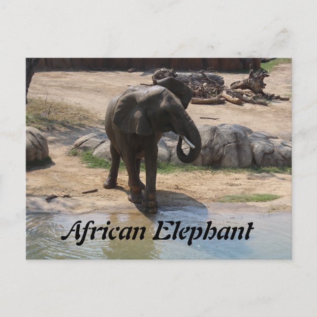 Cartão Postal Afro-Elefante # 7 (Frente)