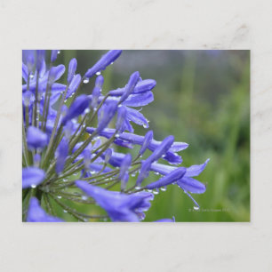 Cartão Postal Agapanthus praecox, comumente conhecido como