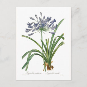 Cartão Postal Agapanthus umbellatus