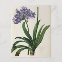 Agapanthus umbrellatus