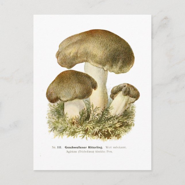 Cartão Postal Agaricus tumidus (Frente)