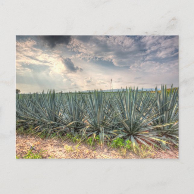 Cartão Postal Agave Azul (Frente)