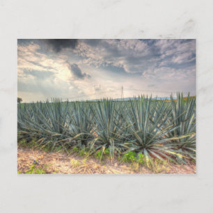Cartão Postal Agave Azul