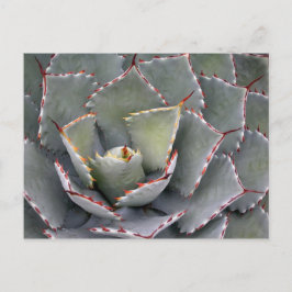 Cartão Postal Agave de dentes vermelhos