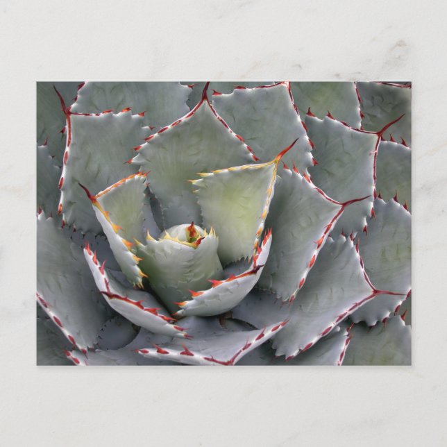 Cartão Postal Agave de dentes vermelhos (Frente)