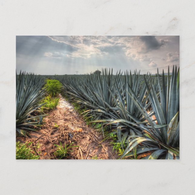 Cartão Postal Agave Tequilana (Frente)