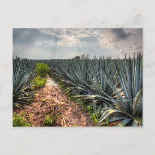 Cartão Postal Agave Tequilana