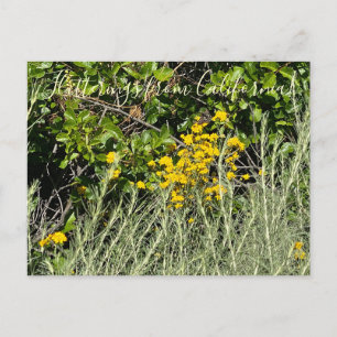 Cartão Postal Agitações da Califórnia: Yarrow Dourado