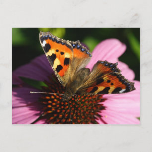 Cartão Postal Aglais urticae