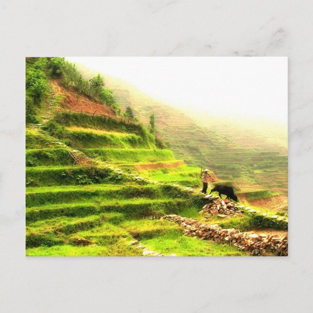 Cartão Postal Agricultor chinês (Frente)