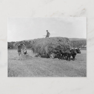 Cartão Postal Agricultores Cutting Hay, 1906