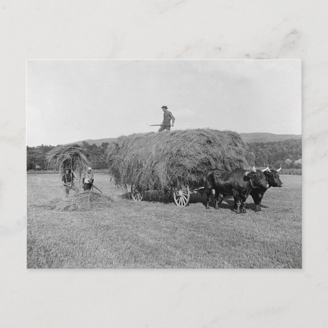 Cartão Postal Agricultores Cutting Hay, 1906 (Frente)