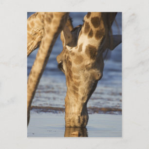 Cartão Postal Água bebendo de Giraffe (Giraffa Camelopardalis)