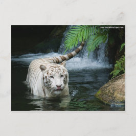 Cartão Postal Água branca do tigre
