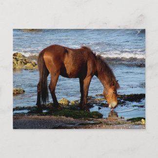 Cartão Postal Água do Mar de Licitação South Devon Dartmoor Pony