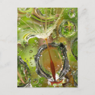 Cartão Postal Água em sementes de dandelion, AC