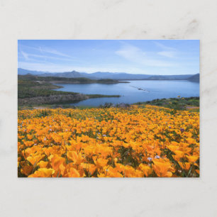 Cartão Postal Água Lago California Com Poppies Ouros