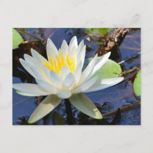 Cartão Postal Água Lily