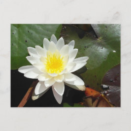 Cartão Postal Água Lily