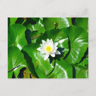 Cartão Postal Água Lily