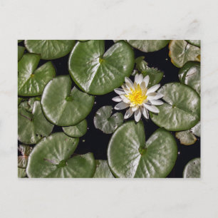 Cartão Postal Água Lily