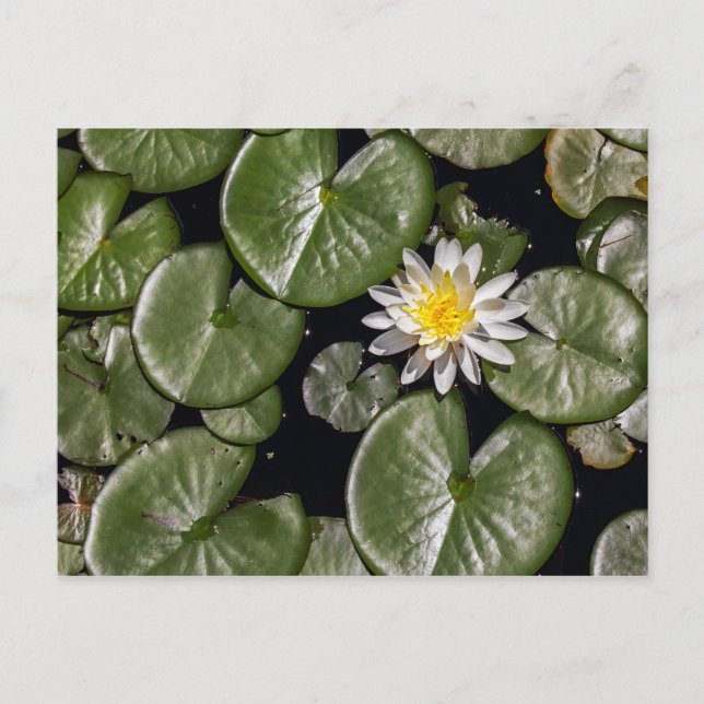 Cartão Postal Água Lily (Frente)