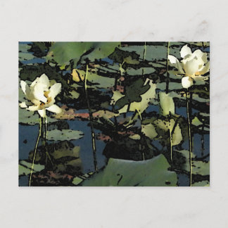 Cartão Postal Água Lily Blossoms