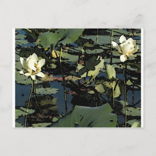 Cartão Postal Água Lily Blossoms