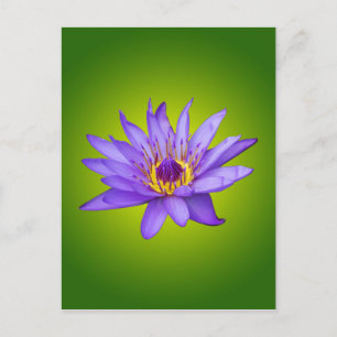 Cartão Postal Água Lily Flower Pond Aquático Púrpura Água Bloque