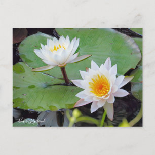 Cartão Postal Água-Lily Pond [Cartão Postal]