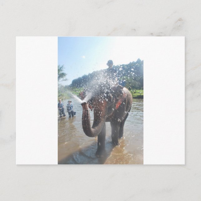 Cartão Postal Água pulverizadora de elefante (Frente)