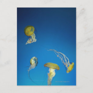 Cartão Postal Água-viva