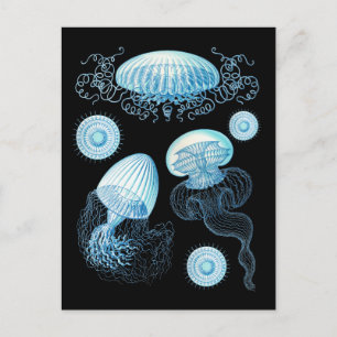 Cartão Postal Água-viva de Haeckel personalizável