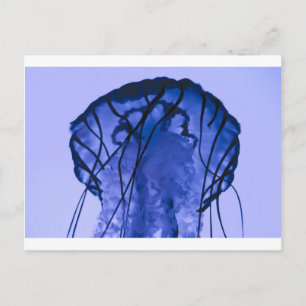Cartão Postal Água-viva do azul