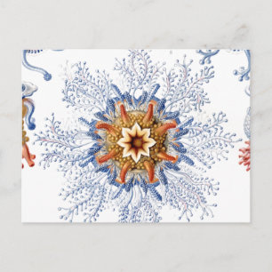 Cartão Postal Água-viva em laranja e azul