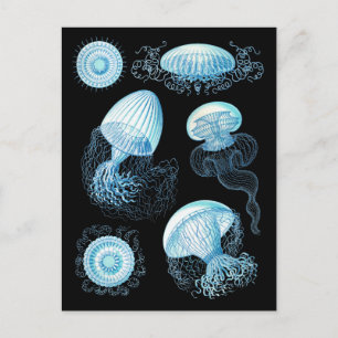 Cartão Postal Água-viva Haeckel Personalizável