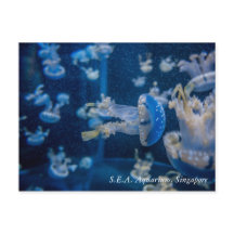 Água-viva na S.E.A. Aquário Singapura