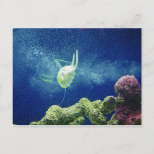Cartão Postal água-viva peixe personalizar Aniversários