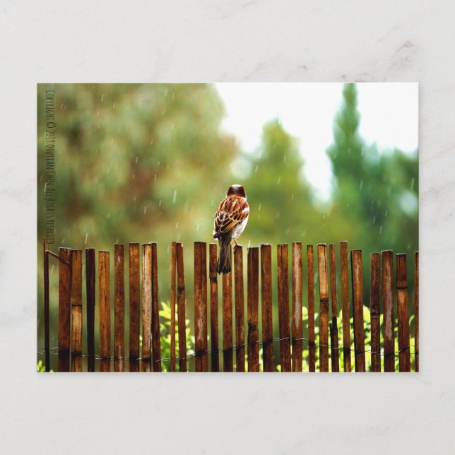 Cartão Postal Aguardando (Frente)