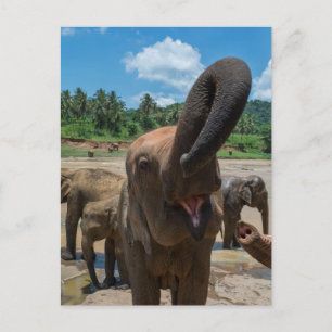 Cartão Postal Águas bebendos elefantes no Sri Lanka