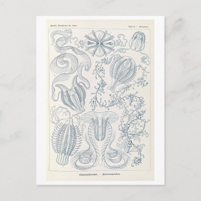 Cartão Postal Águas-vivas penteadas vintage por Haeckel (Frente)