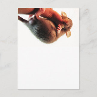 Cartão Postal Aguente aí Rato