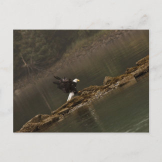 Cartão Postal Águia