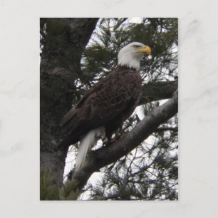 Cartão Postal Águia 10