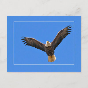 Cartão Postal Águia Americana