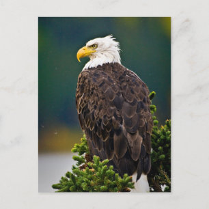 Cartão Postal Águia Americana Careca Empoleirada