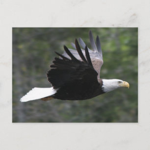 Cartão Postal Águia americana do vôo